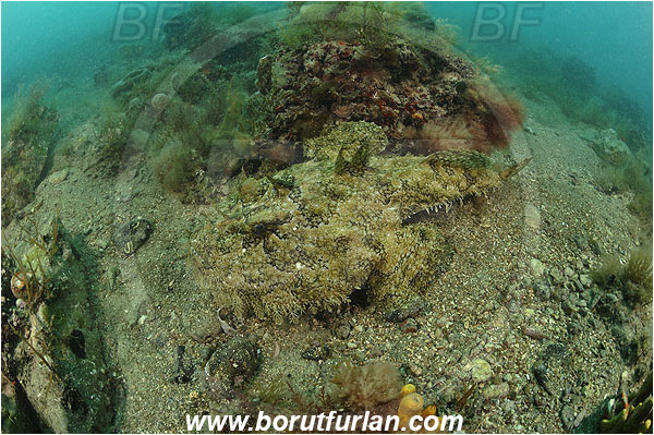 Piran, Slovenia, Adriatic sea, Mediterranean sea, Lophius piscatorius, Lophius, Lophiidae, Angler, Monkfish, Angler fish, Fish, Reef