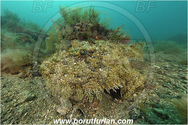 Piran, Slovenia, Adriatic sea, Mediterranean sea, Lophius piscatorius, Lophius, Lophiidae, Angler, Monkfish, Angler fish, Fish, Reef