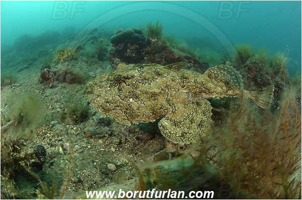 Piran, Slovenia, Adriatic sea, Mediterranean sea, Lophius piscatorius, Lophius, Lophiidae, Angler, Monkfish, Angler fish, Fish, Reef