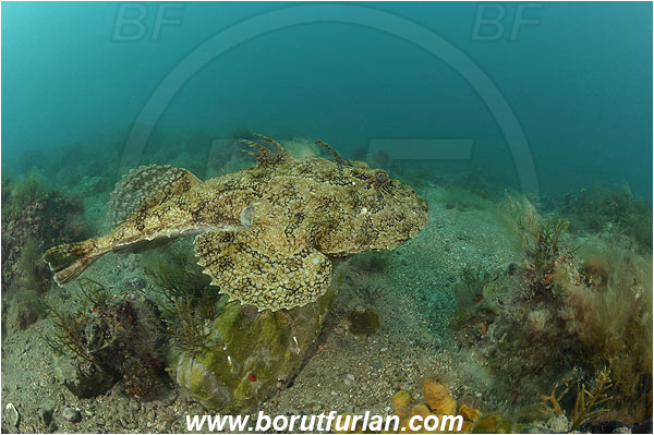 Piran, Slovenia, Adriatic sea, Mediterranean sea, Lophius piscatorius, Lophius, Lophiidae, Angler, Monkfish, Angler fish, Fish, Reef