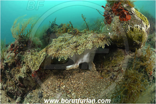 Piran, Slovenia, Adriatic sea, Mediterranean sea, Lophius piscatorius, Lophius, Lophiidae, Angler, Monkfish, Angler fish, Fish, Reef
