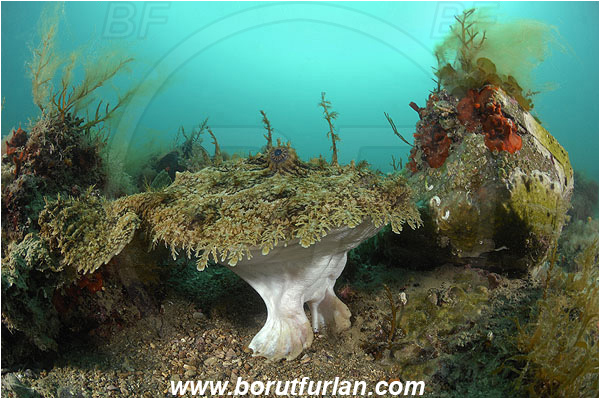 Piran, Slovenia, Adriatic sea, Mediterranean sea, Lophius piscatorius, Lophius, Lophiidae, Angler, Monkfish, Angler fish, Fish, Reef