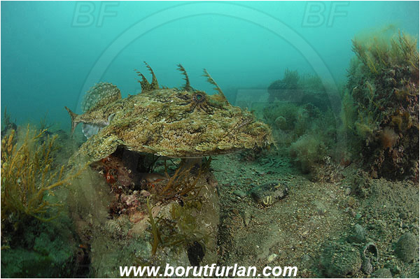 Piran, Slovenia, Adriatic sea, Mediterranean sea, Lophius piscatorius, Lophius, Lophiidae, Angler, Monkfish, Angler fish, Fish, Reef