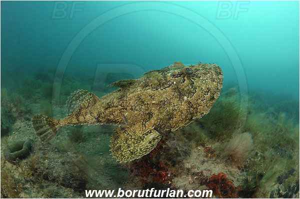 Piran, Slovenia, Adriatic sea, Mediterranean sea, Lophius piscatorius, Lophius, Lophiidae, Angler, Monkfish, Angler fish, Fish, Reef