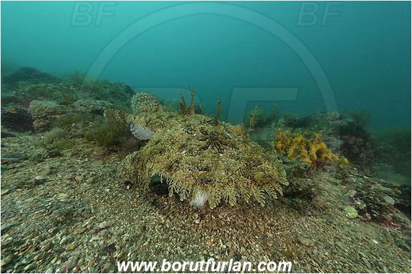 Piran, Slovenia, Adriatic sea, Mediterranean sea, Lophius piscatorius, Lophius, Lophiidae, Angler, Monkfish, Angler fish, Fish, Reef