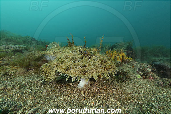 Piran, Slovenia, Adriatic sea, Mediterranean sea, Lophius piscatorius, Lophius, Lophiidae, Angler, Monkfish, Angler fish, Fish, Reef