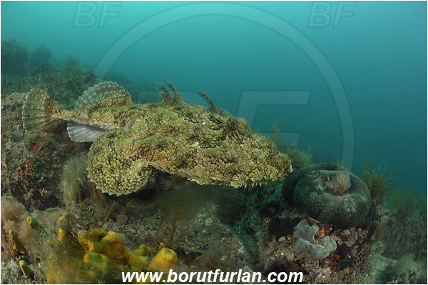 Piran, Slovenia, Adriatic sea, Mediterranean sea, Lophius piscatorius, Lophius, Lophiidae, Angler, Monkfish, Angler fish, Fish, Reef