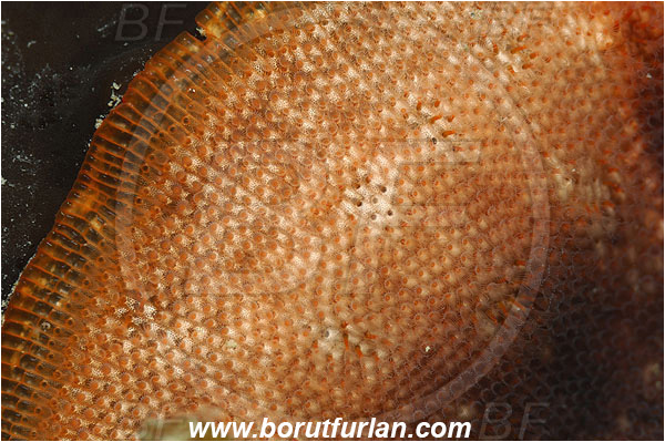 Piran, Slovenia, Adriatic sea, Mediterranean sea, Schizobrachiella sanguinea, Schizobrachiella, Schizoporellidae, Red encrusting bryozoan, Bryozoa, Bryozoan, Abstract