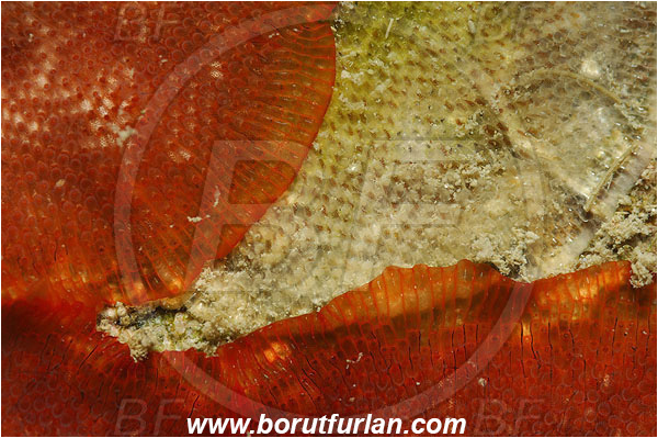 Piran, Slovenia, Adriatic sea, Mediterranean sea, Schizobrachiella sanguinea, Schizobrachiella, Schizoporellidae, Red encrusting bryozoan, Bryozoa, Bryozoan, Abstract