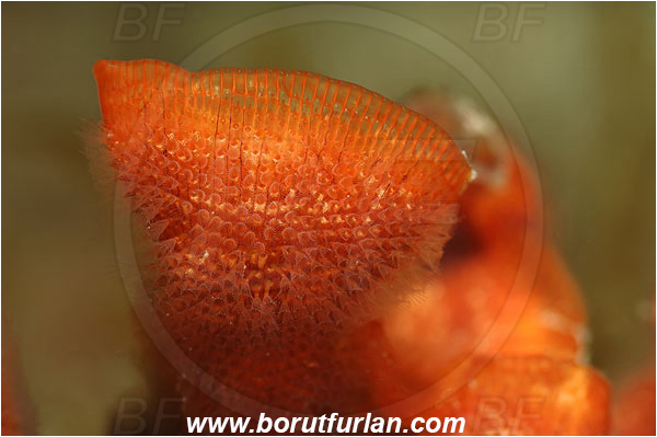 Piran, Slovenia, Adriatic sea, Mediterranean sea, Schizobrachiella sanguinea, Schizobrachiella, Schizoporellidae, Red encrusting bryozoan, Bryozoa, Bryozoan