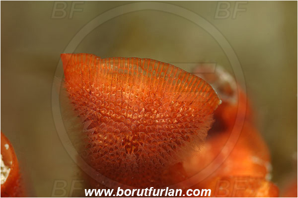Piran, Slovenia, Adriatic sea, Mediterranean sea, Schizobrachiella sanguinea, Schizobrachiella, Schizoporellidae, Red encrusting bryozoan, Bryozoa, Bryozoan