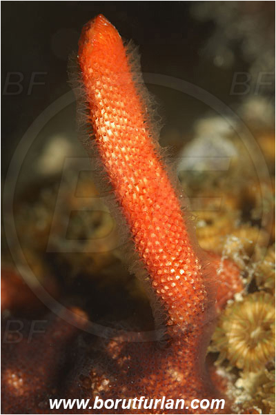 Piran, Slovenia, Adriatic sea, Mediterranean sea, Schizobrachiella sanguinea, Schizobrachiella, Schizoporellidae, Red encrusting bryozoan, Bryozoa, Bryozoan