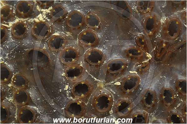 Piran, Slovenia, Adriatic sea, Mediterranean sea, Aplidium sp., Aplidium, Polyclinidae, Colony of tunicates, Sea squirt, Ascidiacea, Tunicata, Tunicate, Abstract