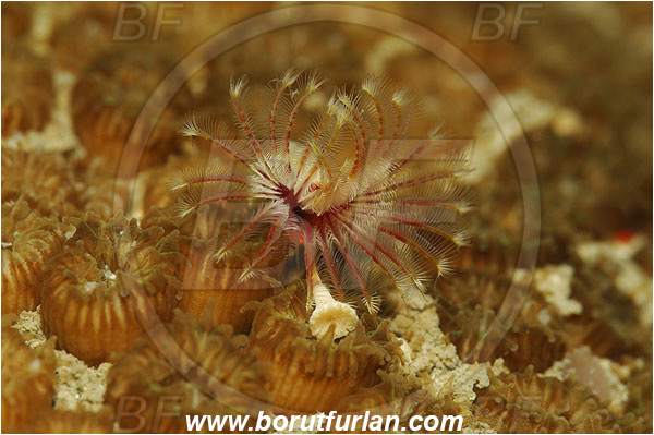 Piran, Slovenia, Adriatic sea, Mediterranean sea, Serpula vermicularis, Serpula, Serpulidae, Red tube worm, Plume worm, Worm, Polychaeta, Abstract