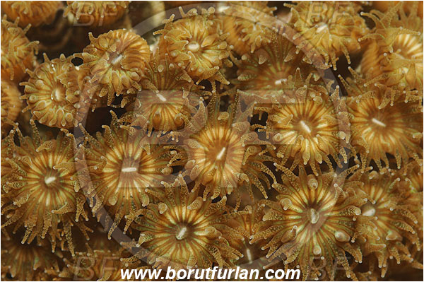 Piran, Slovenia, Adriatic sea, Mediterranean sea, Cladocora caespitosa, Cladocora, Family: Scleractinia incertae sedis, Mediterranean pillow coral, Coral, Anthozoa, Cnidaria, Cnidarian, Abstract