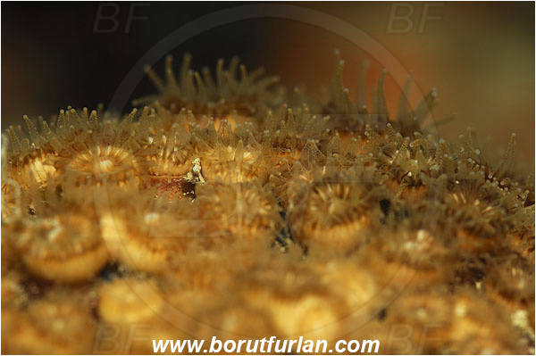 Piran, Slovenia, Adriatic sea, Mediterranean sea, Cladocora caespitosa, Cladocora, Family: Scleractinia incertae sedis, Mediterranean pillow coral, Coral, Anthozoa, Cnidaria, Cnidarian, Abstract