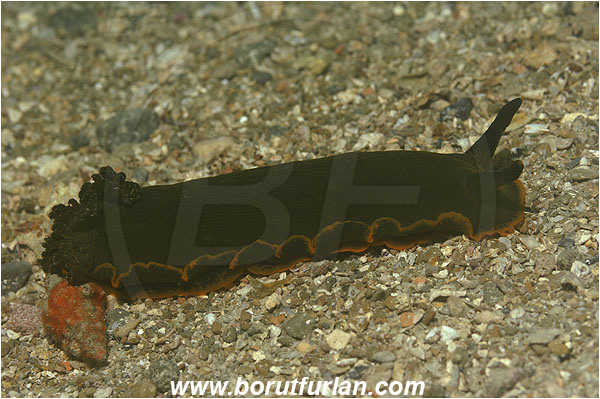 Piran, Slovenia, Adriatic sea, Mediterranean sea, Dendrodoris limbata, Dendrodoris, Dendrodorididae, Dorid nudibranch, Yellow lined dendrodoris, Nudibranch, Sea slug, Gastropoda, Mollusca