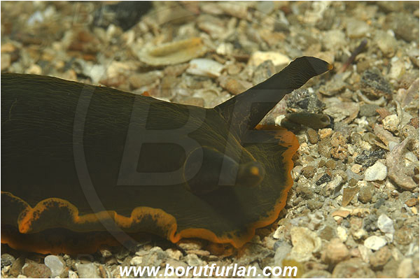 Piran, Slovenia, Adriatic sea, Mediterranean sea, Dendrodoris limbata, Dendrodoris, Dendrodorididae, Dorid nudibranch, Yellow lined dendrodoris, Nudibranch, Sea slug, Gastropoda, Mollusca, Portrait