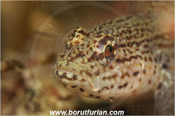 Piran, Slovenia, Adriatic sea, Mediterranean sea, Gobius bucchichi, Gobius, Gobiidae, Bucchich