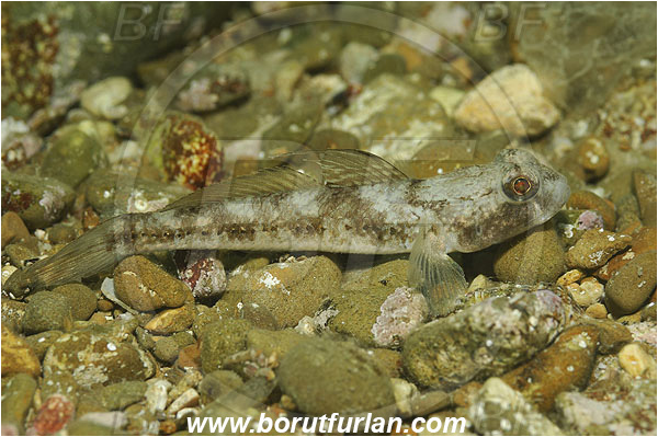 Piran, Slovenia, Adriatic sea, Mediterranean sea, Gobius niger, Gobius, Gobiidae, Black goby, Goby, Fish