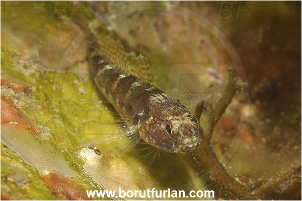 Piran, Slovenia, Adriatic sea, Mediterranean sea, Gobius fallax, Gobius, Gobiidae, Serato