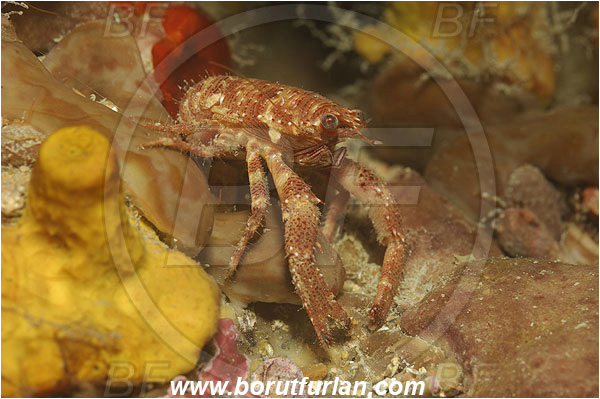 Piran, Slovenia, Adriatic sea, Mediterranean sea, Galathea nexa, Galathea, Galatheidae, Decapoda, Squat lobster, Crustacea, Crustacean