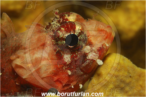 Piran, Slovenia, Adriatic sea, Mediterranean sea, Scorpaena notata, Scorpaena, Scorpaenidae, Small red scorpionfish, Scorpionfish, Fish, Portrait