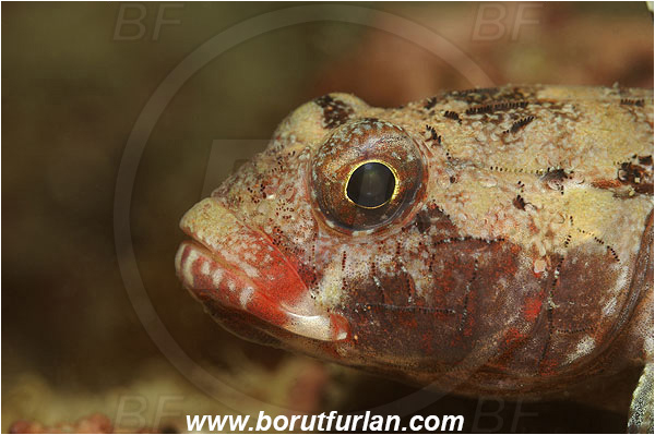 Piran, Slovenia, Adriatic sea, Mediterranean sea, Gobius cruentatus, Gobius, Gobiidae, Red-mouthed goby, Goby, Fish, Portrait