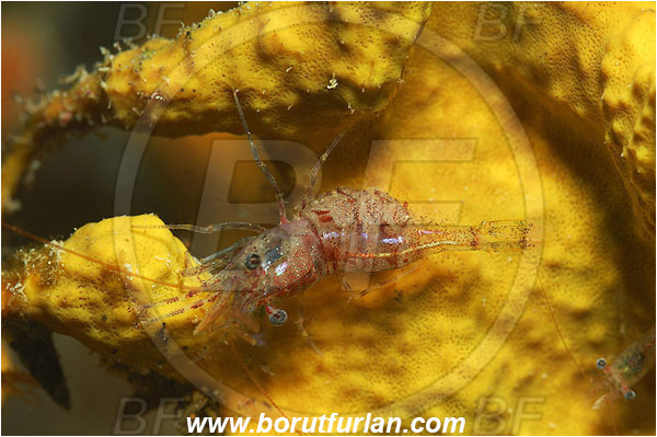 Piran, Slovenia, Adriatic sea, Mediterranean sea, Eualus sp., Eualus, Thoridae, Decapoda, Shrimp, Crustacea, Crustacean