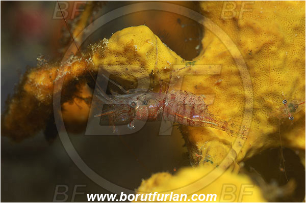 Piran, Slovenia, Adriatic sea, Mediterranean sea, Eualus sp., Eualus, Thoridae, Decapoda, Shrimp, Crustacea, Crustacean
