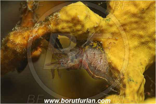 Piran, Slovenia, Adriatic sea, Mediterranean sea, Eualus sp., Eualus, Thoridae, Decapoda, Shrimp, Crustacea, Crustacean