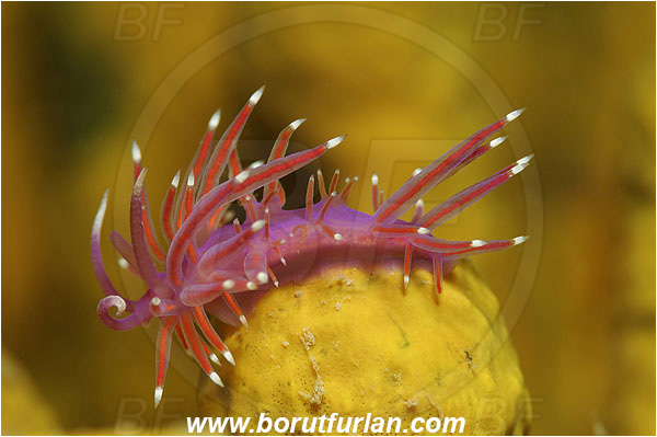 Piran, Slovenia, Adriatic sea, Mediterranean sea, Edmundsella pedata, Edmundsella, Flabellinidae, Violet Flabellina, Nudibranch, Sea slug, Gastropoda, Mollusca