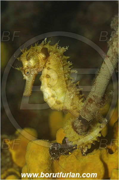 Piran, Slovenia, Adriatic sea, Mediterranean sea, Hippocampus guttulatus, Hippocampus, Syngnathidae, Long-snouted seahorse, Seahorse, Fish