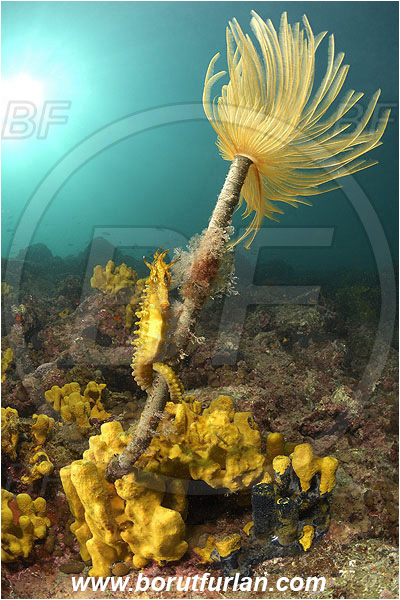 Piran, Slovenia, Adriatic sea, Mediterranean sea, Worm, Sabella spallanzanii, Sabella, Sabellidae, Mediterranean fanworm, Polychaeta, Reef, Hippocampus guttulatus, Hippocampus, Syngnathidae, Long-snouted seahorse, Seahorse, Fish