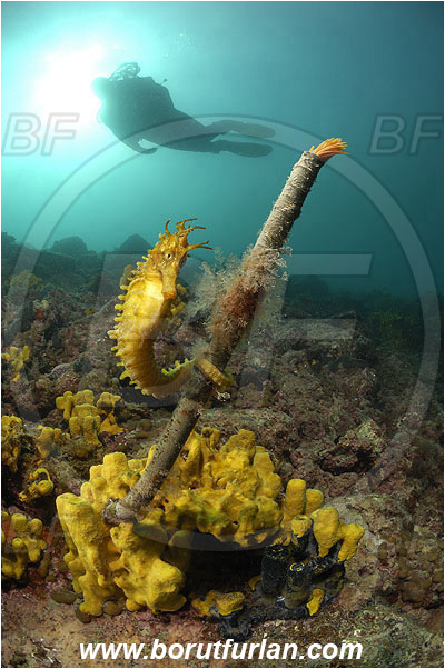 Piran, Slovenia, Adriatic sea, Mediterranean sea, Worm, Sabella spallanzanii, Sabella, Sabellidae, Mediterranean fanworm, Polychaeta, Reef, Hippocampus guttulatus, Hippocampus, Syngnathidae, Long-snouted seahorse, Seahorse, Fish, Diver