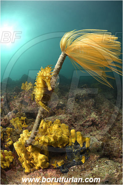 Piran, Slovenia, Adriatic sea, Mediterranean sea, Worm, Sabella spallanzanii, Sabella, Sabellidae, Mediterranean fanworm, Polychaeta, Reef, Hippocampus guttulatus, Hippocampus, Syngnathidae, Long-snouted seahorse, Seahorse, Fish