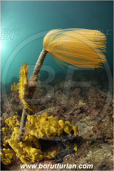 Piran, Slovenia, Adriatic sea, Mediterranean sea, Worm, Sabella spallanzanii, Sabella, Sabellidae, Mediterranean fanworm, Polychaeta, Reef, Hippocampus guttulatus, Hippocampus, Syngnathidae, Long-snouted seahorse, Seahorse, Fish
