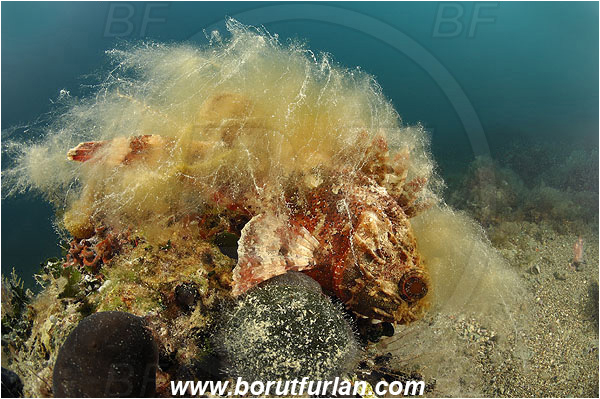Piran, Slovenia, Adriatic sea, Mediterranean sea, Scorpaena porcus, Scorpaena, Scorpaenidae, Brown scorpionfish, Scorpionfish, Fish, Reef, Algae over fish