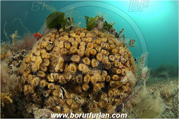 Piran, Slovenia, Adriatic sea, Mediterranean sea, Cladocora caespitosa, Cladocora, Family: Scleractinia incertae sedis, Mediterranean pillow coral, Coral, Anthozoa, Cnidaria, Cnidarian, Reef