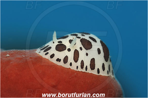 Island Korcula, Croatia, Adriatic sea, Mediterranean sea, Peltodoris atromaculata, Peltodoris, Discodorididae, Dotted sea slug, Nudibranch, Sea slug, Gastropoda, Mollusca