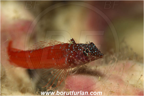 Island Korcula, Croatia, Adriatic sea, Mediterranean sea, Tripterygion melanurum, Tripterygion, Tripterygiidae, Black-faced triplefin, Triplefin, Fish