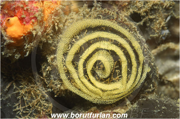 Island Korcula, Croatia, Adriatic sea, Mediterranean sea, Eggs, Nudibranch eggs, Sea snail eggs, Gastropoda, Mollusca