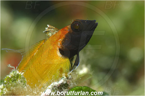 Island Korcula, Croatia, Adriatic sea, Mediterranean sea, Tripterygion delaisi, Tripterygion, Tripterygiidae, Black-faced triplefin, Triplefin, Fish, Male, Portrait