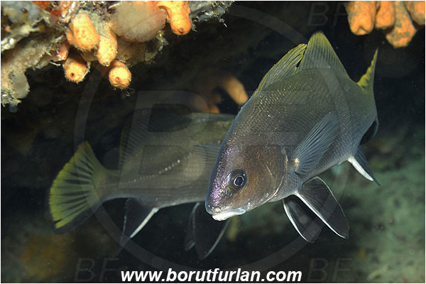 Island Korcula, Croatia, Adriatic sea, Mediterranean sea, Sciaena umbra, Sciaena, Sciaenidae, Brown meagre, Corb meager, Fish