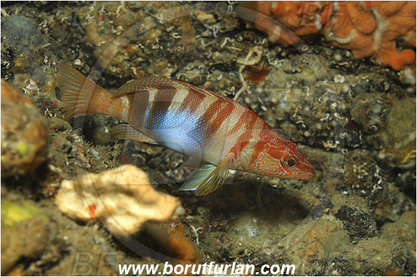 Island Korcula, Croatia, Adriatic sea, Mediterranean sea, Serranus scriba, Serranus, Serranidae, Painted comber, Fish