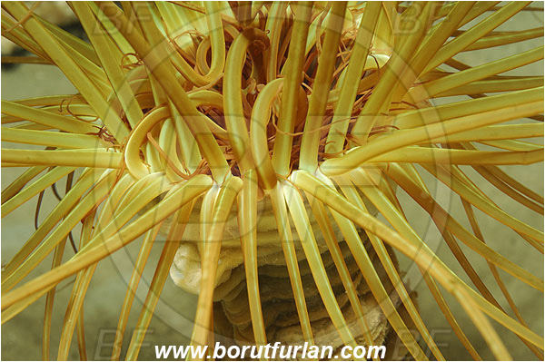 Island Korcula, Croatia, Adriatic sea, Mediterranean sea, Cerianthus membranaceus, Cerianthus, Cerianthidae, Cylinder anemone, Tube dwelling anemone, Tube anemone, Anemone, Anthozoa, Cnidaria, Cnidarian, Abstract
