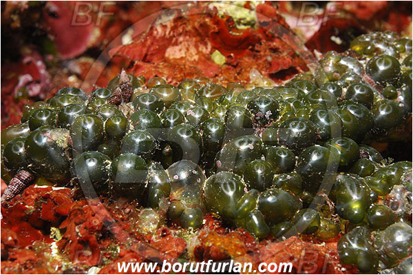 Island Korcula, Croatia, Adriatic sea, Mediterranean sea, Valonia utricularis, Valonia, Valoniaceae, Algae, Seaweed