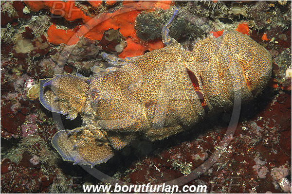 Island Korcula, Croatia, Adriatic sea, Mediterranean sea, Scyllarides latus, Scyllarides, Scyllaridae, Decapoda, Mediterranean slipper lobster, Slipper lobster, Lobster, Crustacea, Crustacean