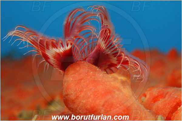 Island Korcula, Croatia, Adriatic sea, Mediterranean sea, Serpula vermicularis, Serpula, Serpulidae, Red tube worm, Plume worm, Worm, Polychaeta