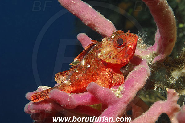 Island Korcula, Croatia, Adriatic sea, Mediterranean sea, Scorpaena notata, Scorpaena, Scorpaenidae, Small red scorpionfish, Scorpionfish, Fish